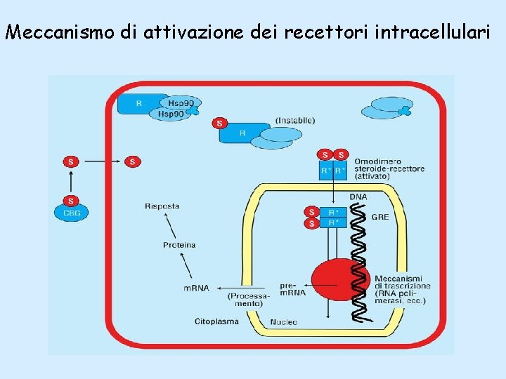 Meccanismo di attivazione dei recettori intracellulari 