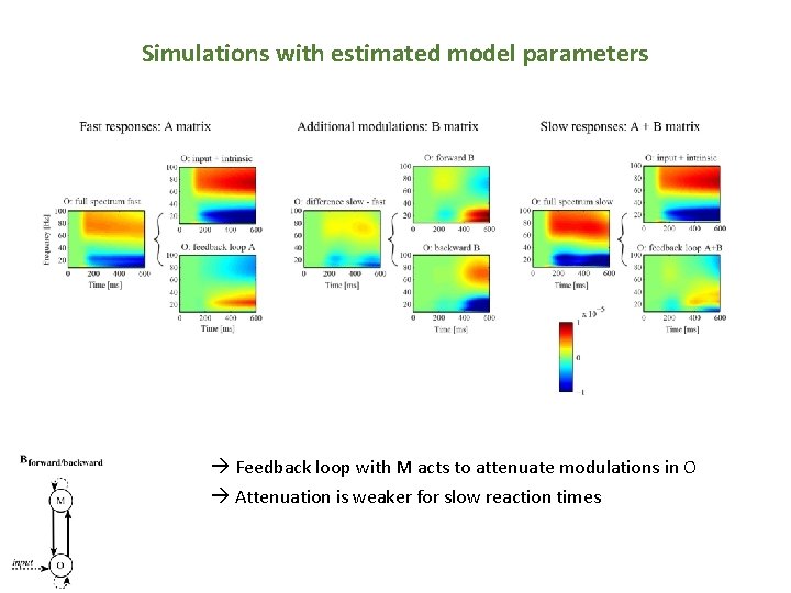 Simulations with estimated model parameters Feedback loop with M acts to attenuate modulations in