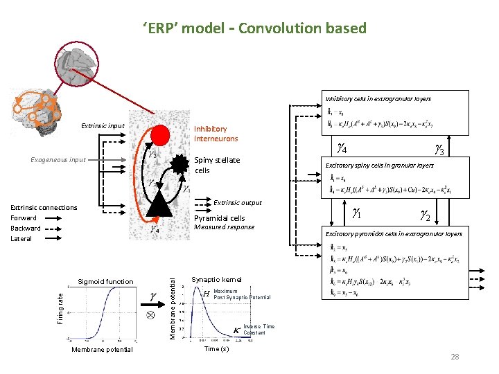 ‘ERP’ model – Convolution based Inhibitory cells in extragranular layers Extrinsic input Inhibitory interneurons