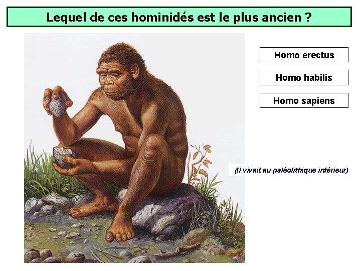 Lequel de ces hominidés est le plus ancien ? Homo erectus Homo habilis Homo Lequel de ces hominidés est le plus ancien ? Homo erectus Homo habilis Homo
