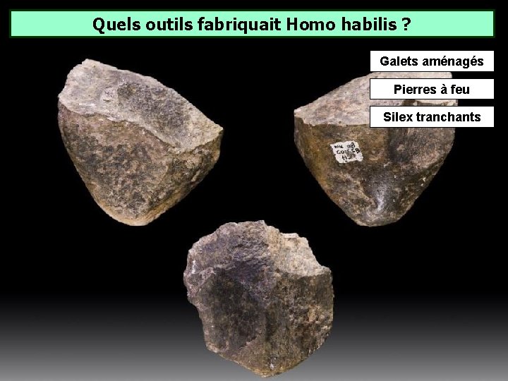 Quels outils fabriquait Homo habilis ? Galets aménagés Pierres à feu Silex tranchants Quels outils fabriquait Homo habilis ? Galets aménagés Pierres à feu Silex tranchants