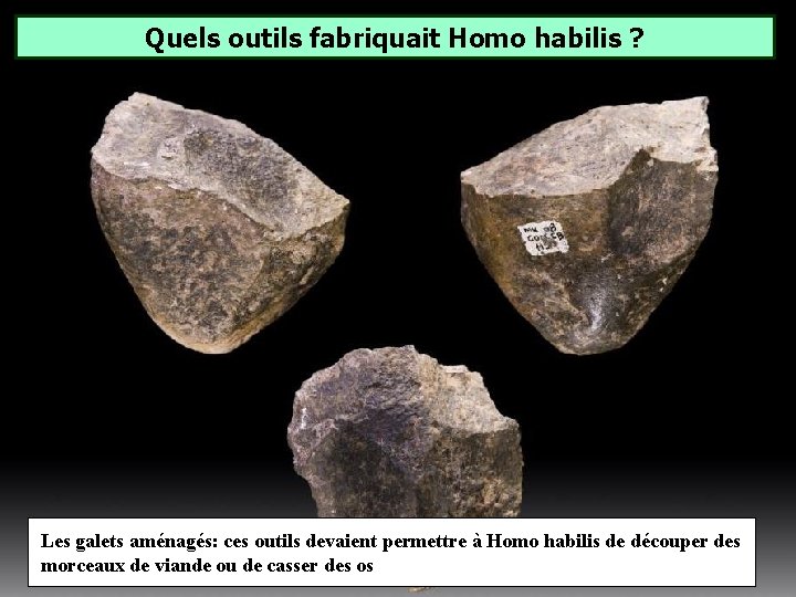 Quels outils fabriquait Homo habilis ? Les galets aménagés: ces outils devaient permettre à Quels outils fabriquait Homo habilis ? Les galets aménagés: ces outils devaient permettre à