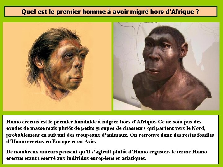 Quel est le premier homme à avoir migré hors d’Afrique ? Homo erectus est Quel est le premier homme à avoir migré hors d’Afrique ? Homo erectus est