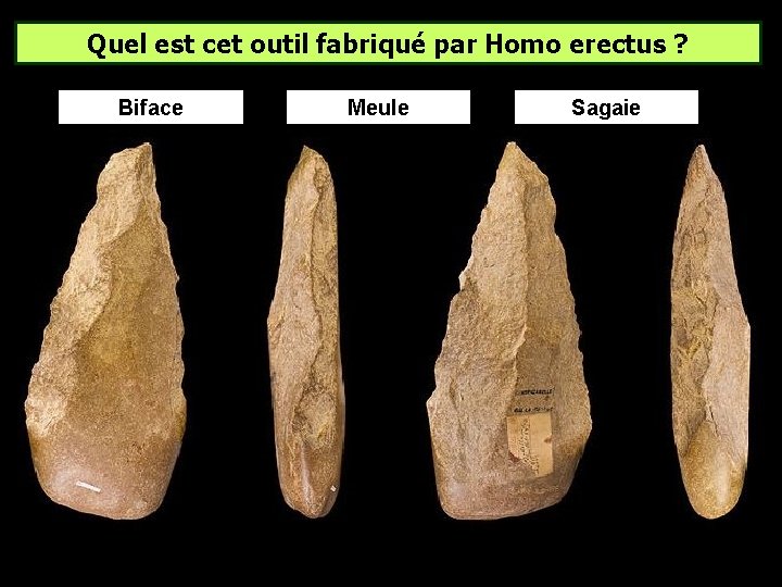 Quel est cet outil fabriqué par Homo erectus ? Biface Meule Sagaie Quel est cet outil fabriqué par Homo erectus ? Biface Meule Sagaie