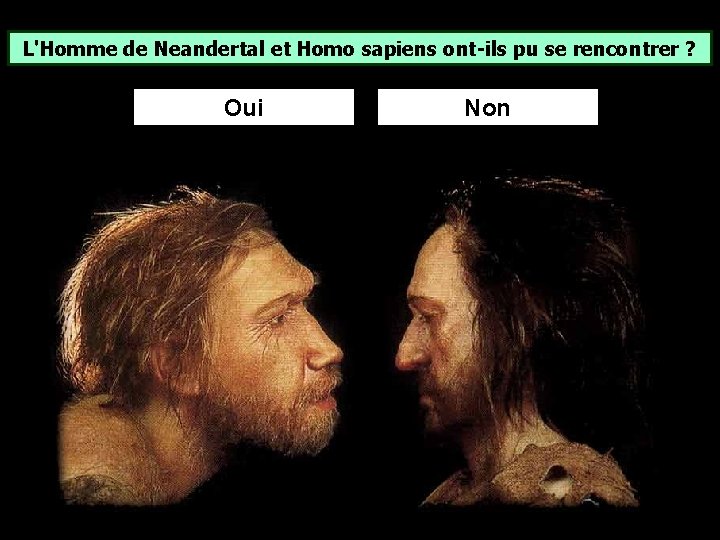 L'Homme de Neandertal et Homo sapiens ont-ils pu se rencontrer ? Oui Non L'Homme de Neandertal et Homo sapiens ont-ils pu se rencontrer ? Oui Non