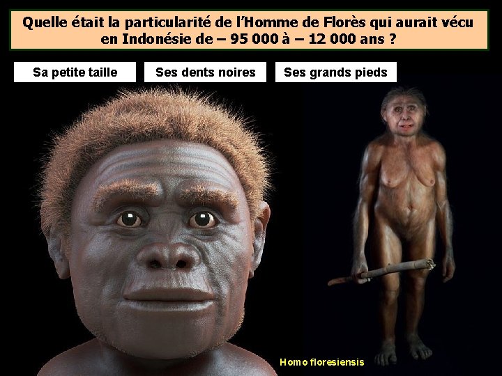 Quelle était la particularité de l’Homme de Florès qui aurait vécu en Indonésie de Quelle était la particularité de l’Homme de Florès qui aurait vécu en Indonésie de