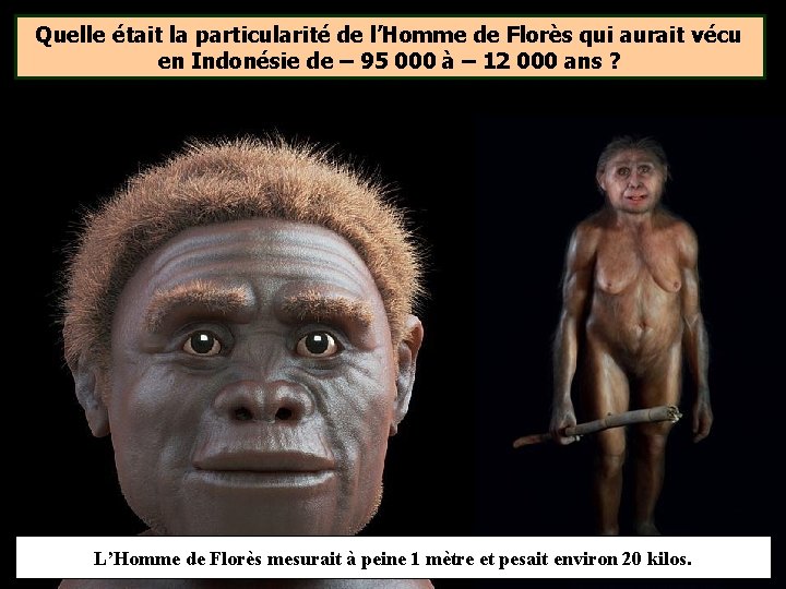 Quelle était la particularité de l’Homme de Florès qui aurait vécu en Indonésie de Quelle était la particularité de l’Homme de Florès qui aurait vécu en Indonésie de