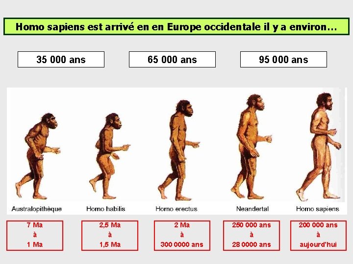 Homo sapiens est arrivé en en Europe occidentale il y a environ… 35 000 Homo sapiens est arrivé en en Europe occidentale il y a environ… 35 000