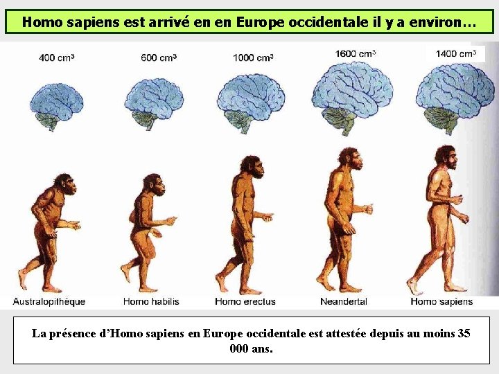 Homo sapiens est arrivé en en Europe occidentale il y a environ… La présence Homo sapiens est arrivé en en Europe occidentale il y a environ… La présence