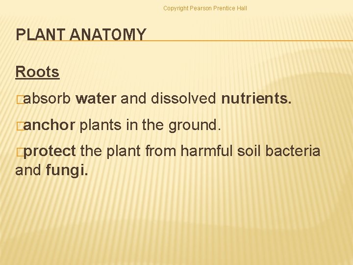 Copyright Pearson Prentice Hall PLANT ANATOMY Roots �absorb water and dissolved nutrients. �anchor �protect