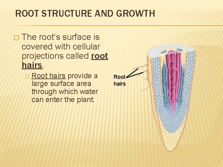 ROOT STRUCTURE AND GROWTH � The root’s surface is covered with cellular projections called