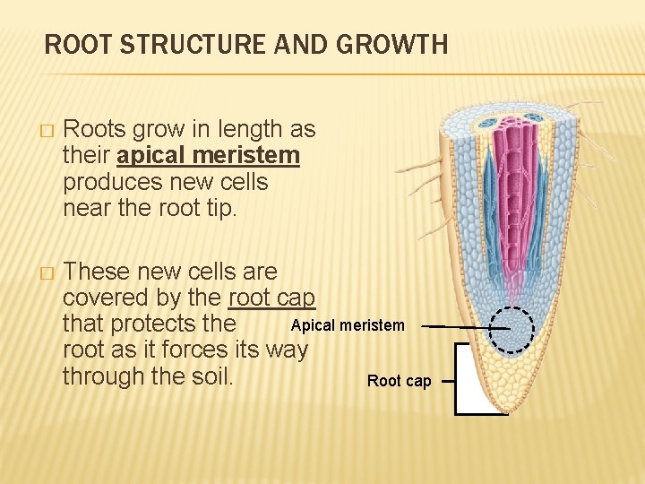 ROOT STRUCTURE AND GROWTH � Roots grow in length as their apical meristem produces