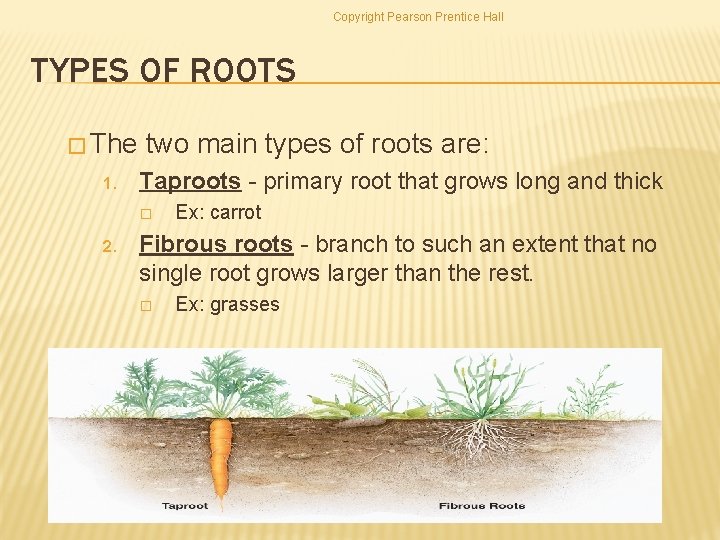 Copyright Pearson Prentice Hall TYPES OF ROOTS � The 1. two main types of