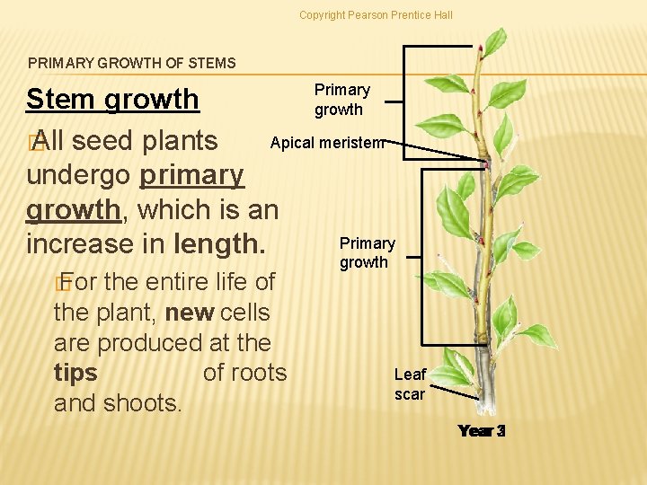 Copyright Pearson Prentice Hall PRIMARY GROWTH OF STEMS Primary growth Stem growth Apical meristem