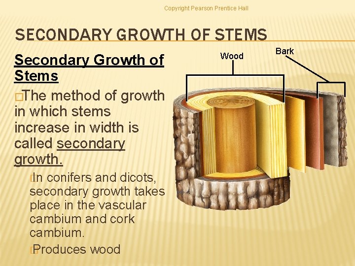 Copyright Pearson Prentice Hall SECONDARY GROWTH OF STEMS Secondary Growth of Stems �The method