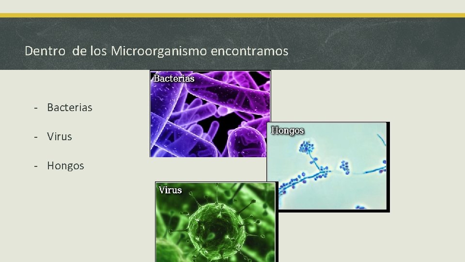 Dentro de los Microorganismo encontramos - Bacterias - Virus - Hongos 