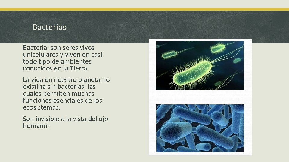Bacterias Bacteria: son seres vivos unicelulares y viven en casi todo tipo de ambientes