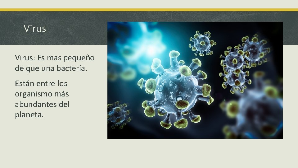Virus: Es mas pequeño de que una bacteria. Están entre los organismo más abundantes