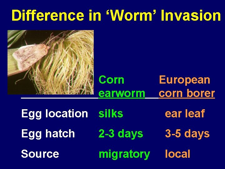 Difference in ‘Worm’ Invasion Corn earworm European corn borer Egg location silks ear leaf