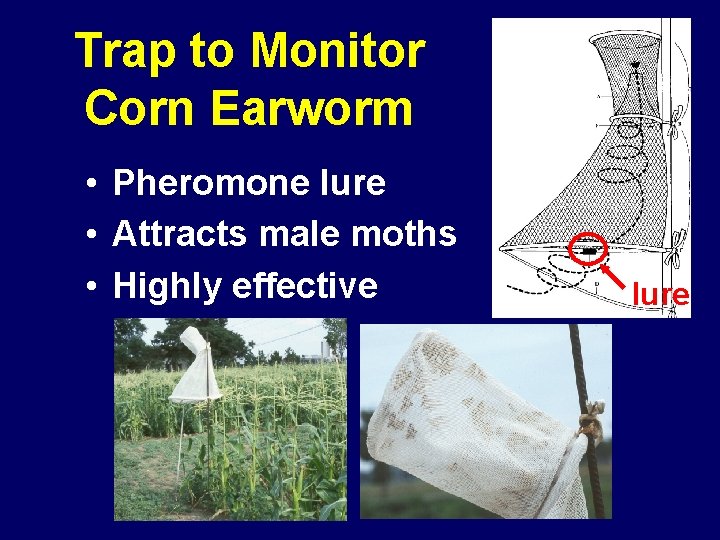 Trap to Monitor Corn Earworm • Pheromone lure • Attracts male moths • Highly