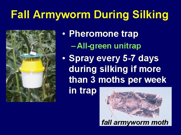Fall Armyworm During Silking • Pheromone trap – All-green unitrap • Spray every 5