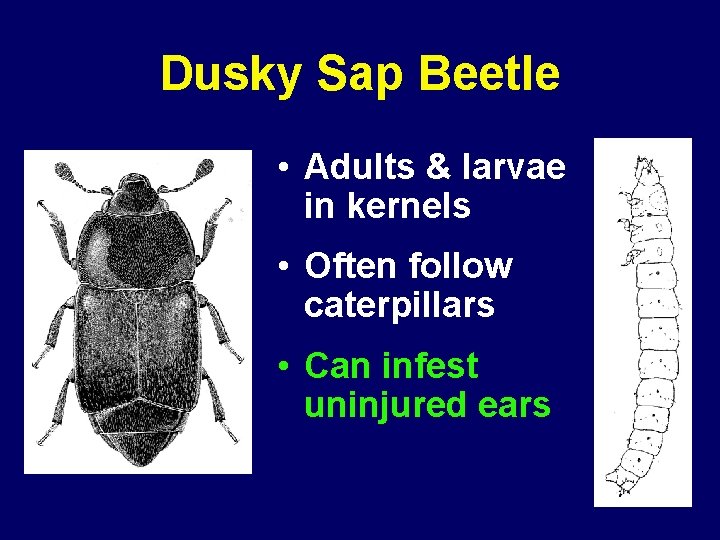 Dusky Sap Beetle • Adults & larvae in kernels • Often follow caterpillars •