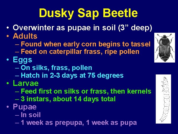 Dusky Sap Beetle • Overwinter as pupae in soil (3” deep) • Adults –