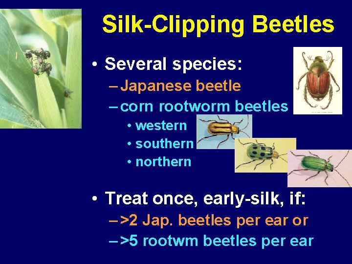 Silk-Clipping Beetles • Several species: – Japanese beetle – corn rootworm beetles • western