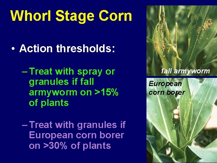Whorl Stage Corn • Action thresholds: – Treat with spray or granules if fall