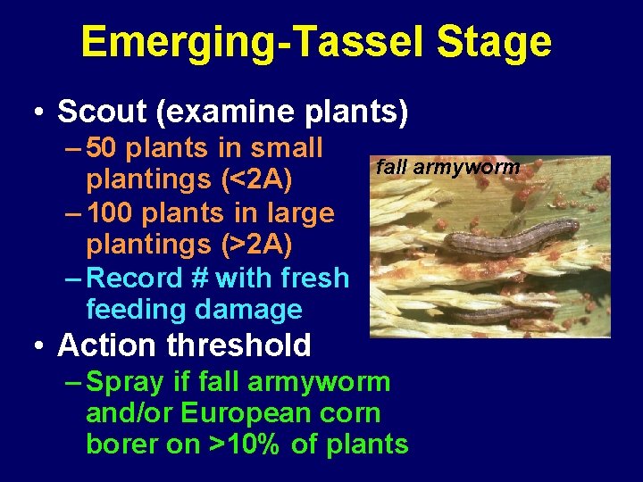 Emerging-Tassel Stage • Scout (examine plants) – 50 plants in small plantings (<2 A)