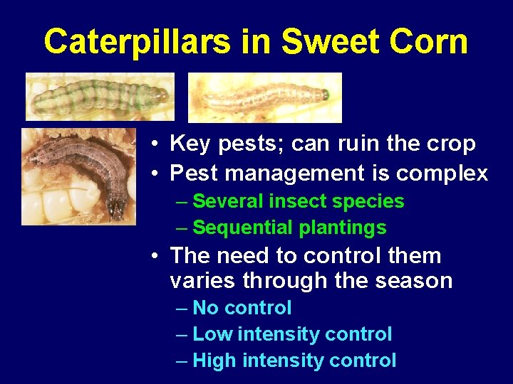 Caterpillars in Sweet Corn • Key pests; can ruin the crop • Pest management