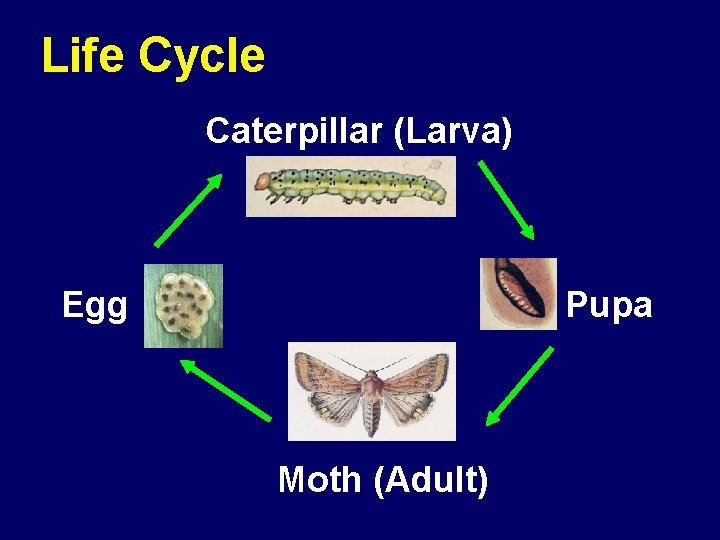 Life Cycle Caterpillar (Larva) Egg Pupa Moth (Adult) 