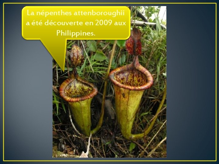 La népenthes attenboroughii a été découverte en 2009 aux Philippines. 