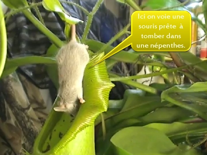 Ici on voie une souris prête à tomber dans une népenthes. 