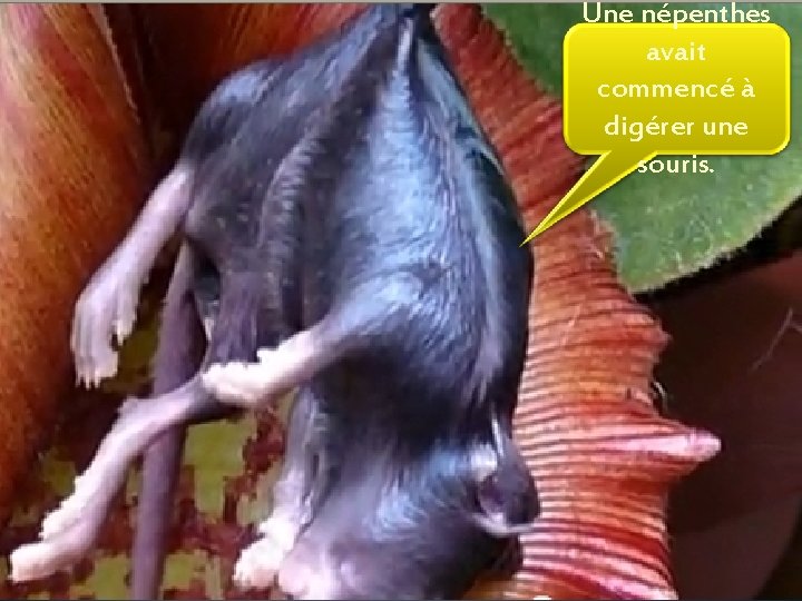 Une népenthes avait commencé à digérer une souris. 