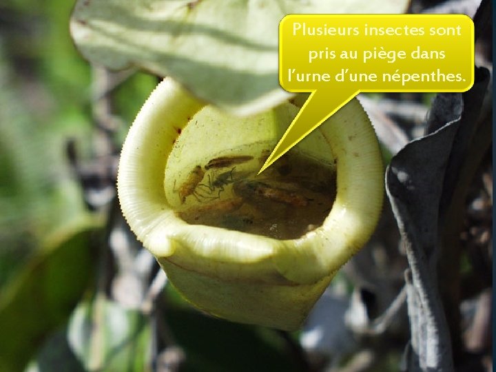 + Plusieurs insectes sont pris au piège dans l’urne d’une népenthes. 