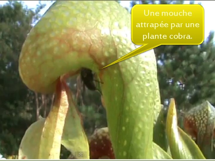 Une mouche attrapée par une plante cobra. 