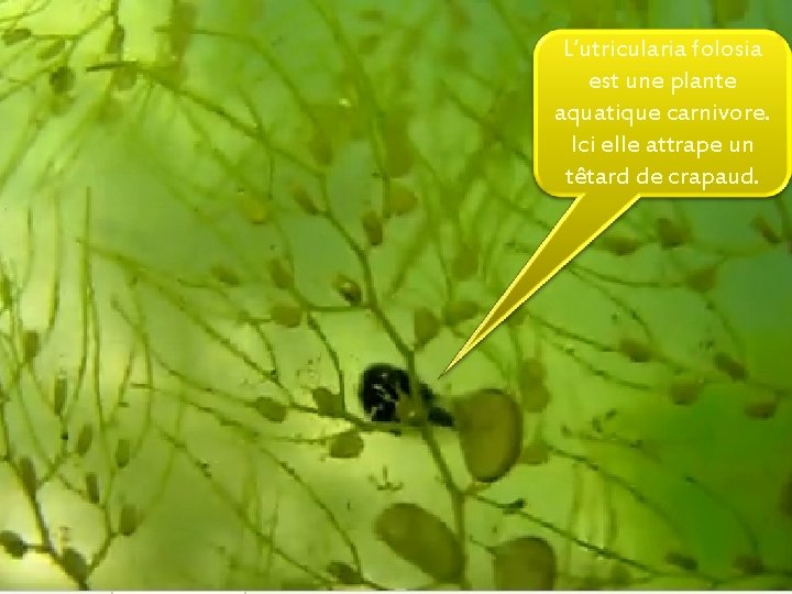 L’utricularia folosia est une plante aquatique carnivore. Ici elle attrape un têtard de crapaud.