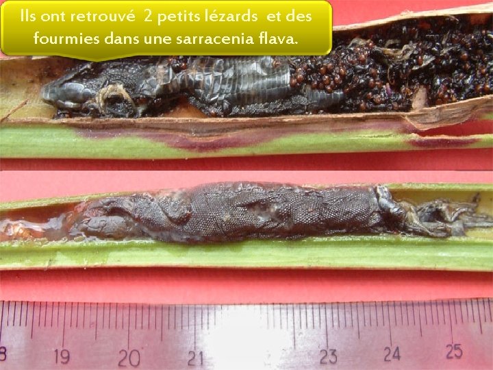 Ils ont retrouvé 2 petits lézards et des fourmies dans une sarracenia flava. 