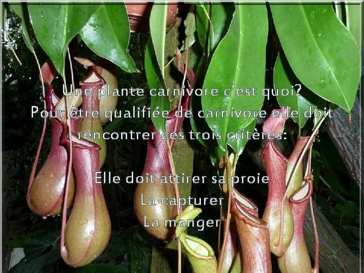 Une plante carnivore c’est quoi? Pour être qualifiée de carnivore elle doit rencontrer ces