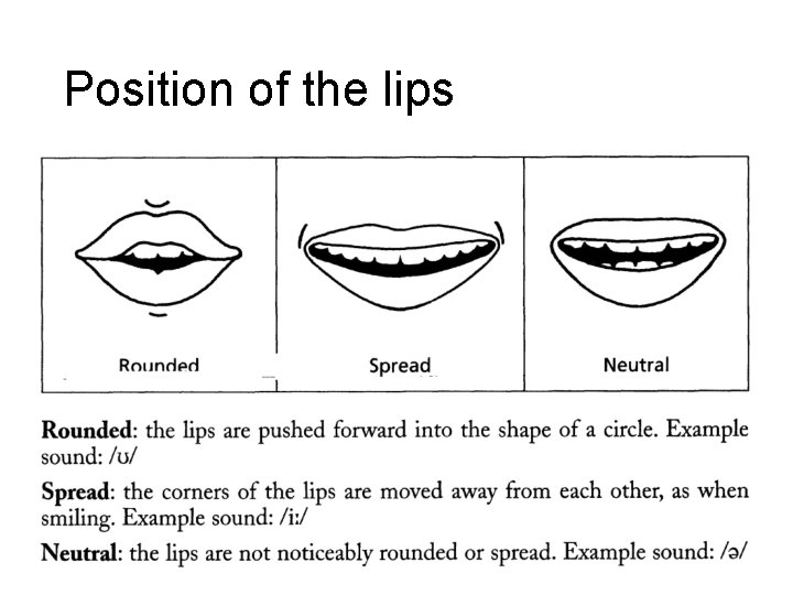 Position of the lips 