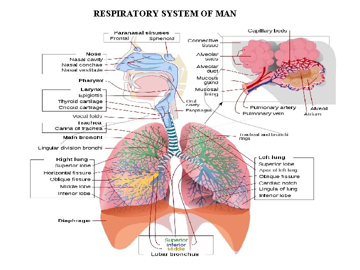 RESPIRATORY SYSTEM OF MAN 
