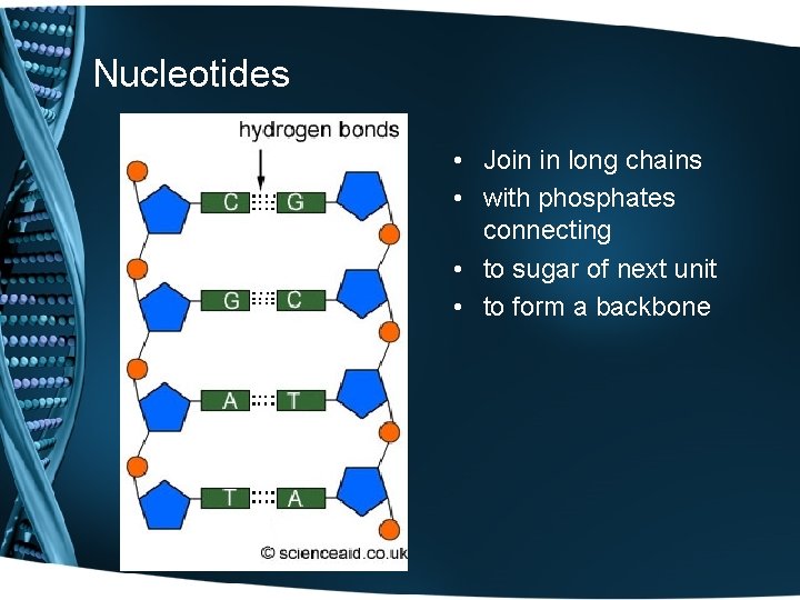 Nucleotides • Join in long chains • with phosphates connecting • to sugar of