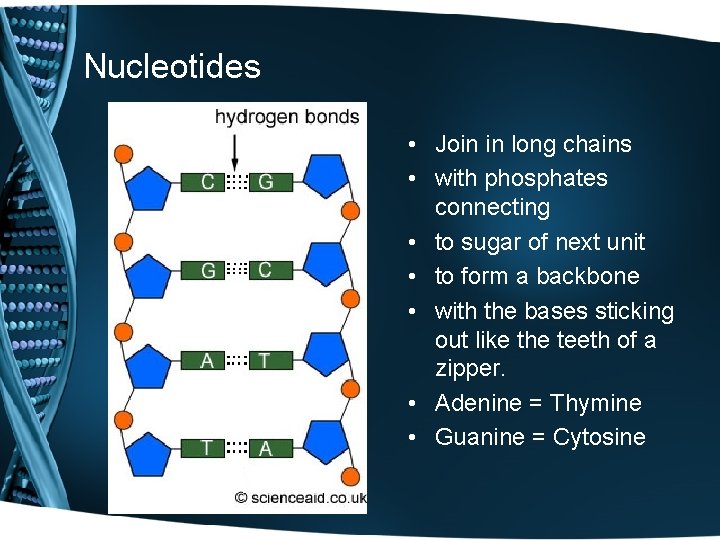 Nucleotides • Join in long chains • with phosphates connecting • to sugar of