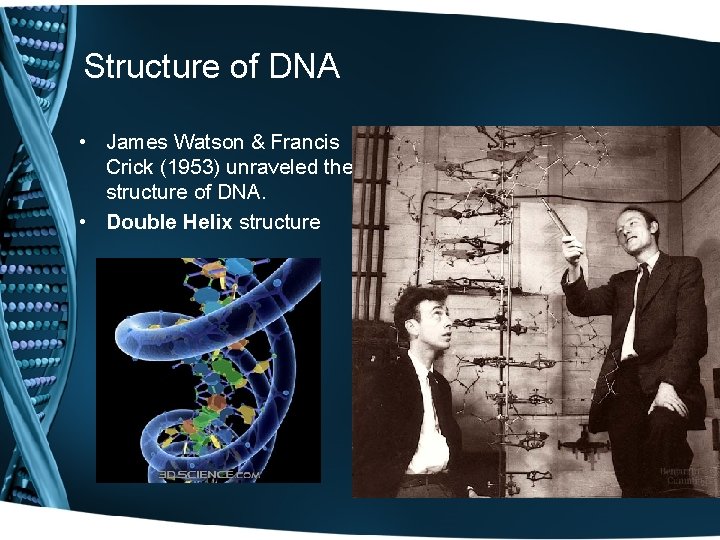 Structure of DNA • James Watson & Francis Crick (1953) unraveled the structure of