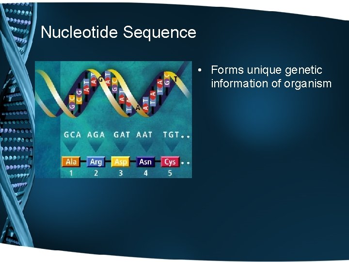 Nucleotide Sequence • Forms unique genetic information of organism 