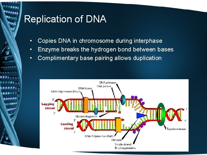 Replication of DNA • Copies DNA in chromosome during interphase • Enzyme breaks the