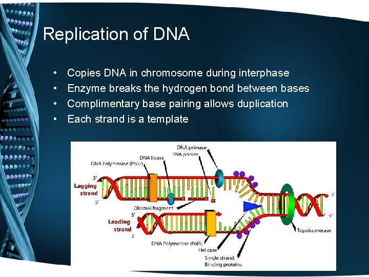 Replication of DNA • • Copies DNA in chromosome during interphase Enzyme breaks the