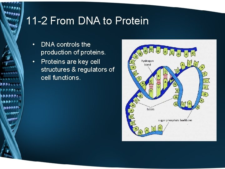 11 -2 From DNA to Protein • DNA controls the production of proteins. •
