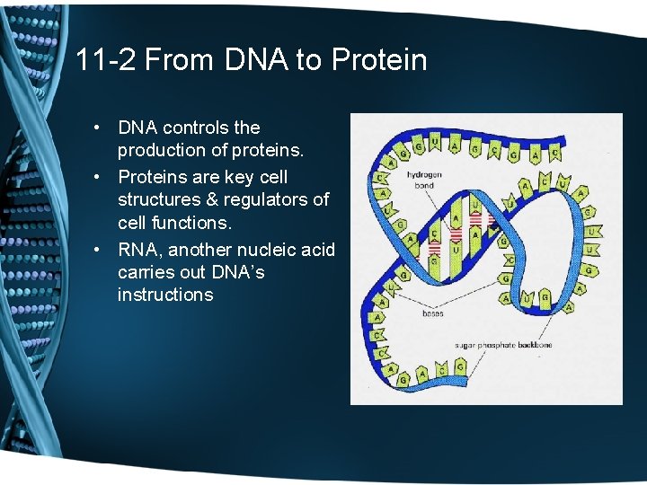 11 -2 From DNA to Protein • DNA controls the production of proteins. •